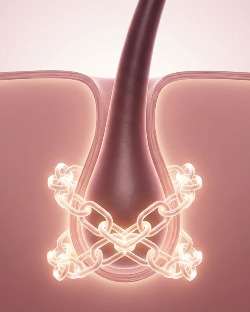 biotinoyl tripeptide and acetyl tetrapeptide strengthening hair follicles and reducing hair loss